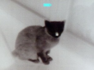 Wärmebildkamera Katze